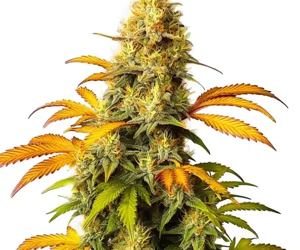 Energizing Excellence Sativa Cannabis Strains for Daytime Vitality and Creative Inspiration