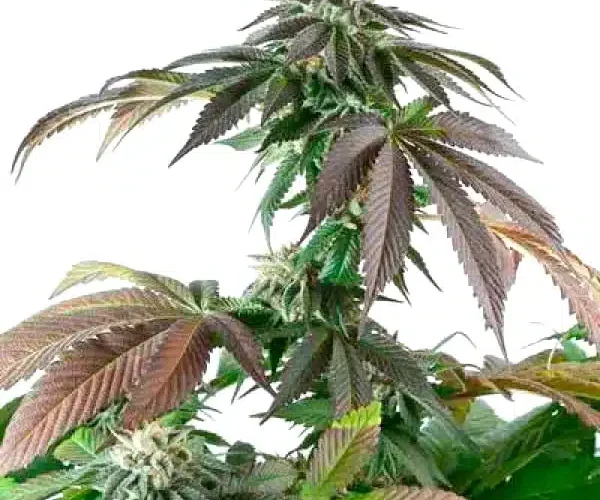 Crushing Yields Premium Hybrid Cannabis Strains for Serious Cultivators