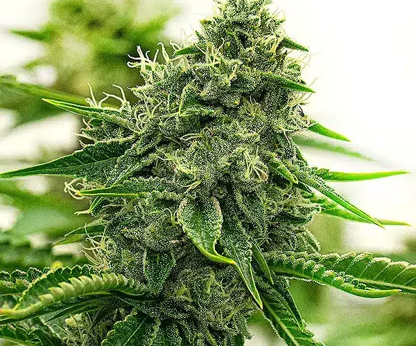 Speed Meets Genetics The Complete Guide to Autoflowering Cannabis Strains