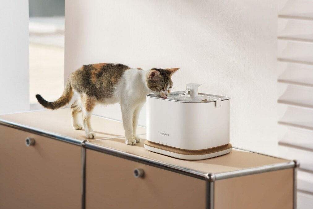 Smart Water Fountains for Cats Encouraging Healthy Hydration