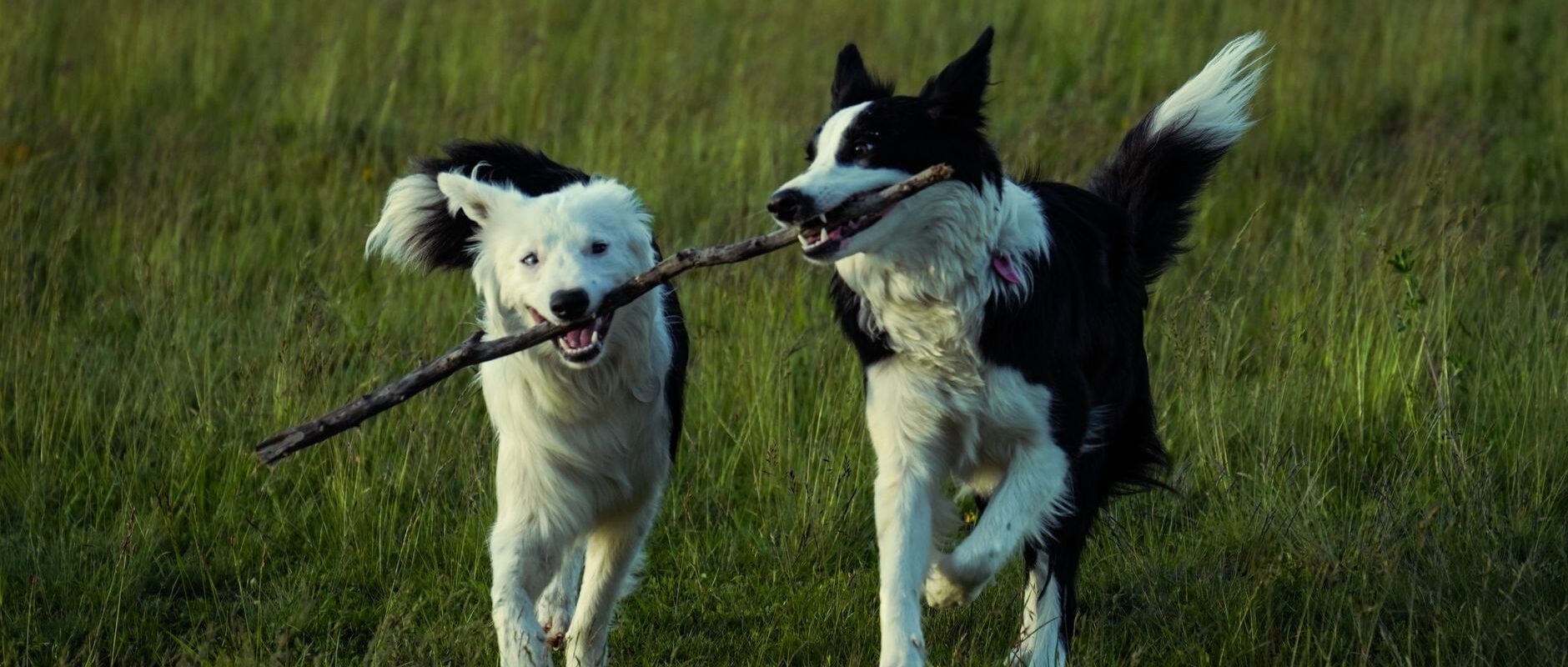 Dog Nutrition Essentials Building Strong Coats, Energy, and Digestive Health