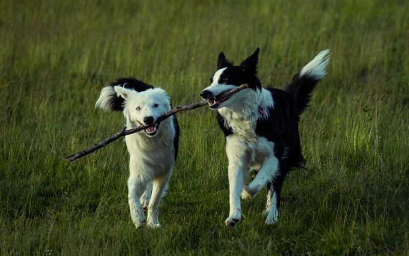 Dog Nutrition Essentials Building Strong Coats, Energy, and Digestive Health
