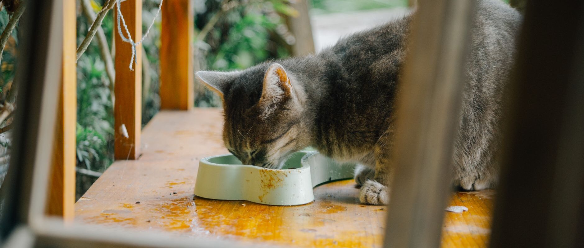 Cat Nutrition Excellence Supporting Urinary Health, Muscle Development, and Feline Vitality