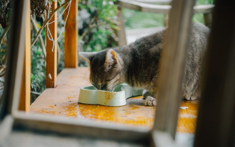 Cat Nutrition Excellence Supporting Urinary Health, Muscle Development, and Feline Vitality