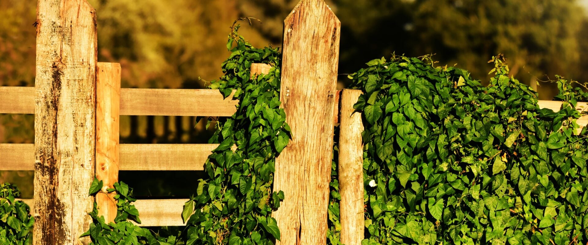 Wooden Fencing Panels Creating Beautiful Garden Boundaries with Buy Fencing Direct
