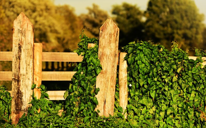 Wooden Fencing Panels Creating Beautiful Garden Boundaries with Buy Fencing Direct
