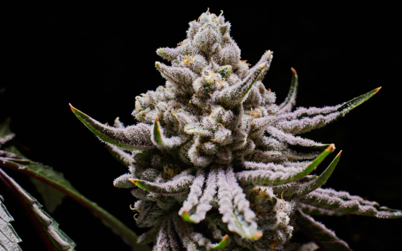 The Science of Cannabis Strain Selection How Releaf Dispensary Guides Your Wellness Journey