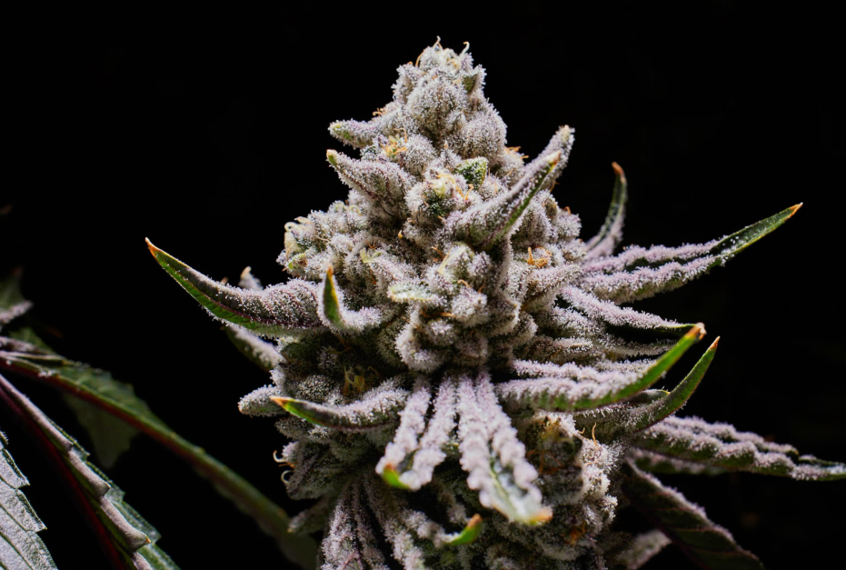 The Science of Cannabis Strain Selection How Releaf Dispensary Guides Your Wellness Journey