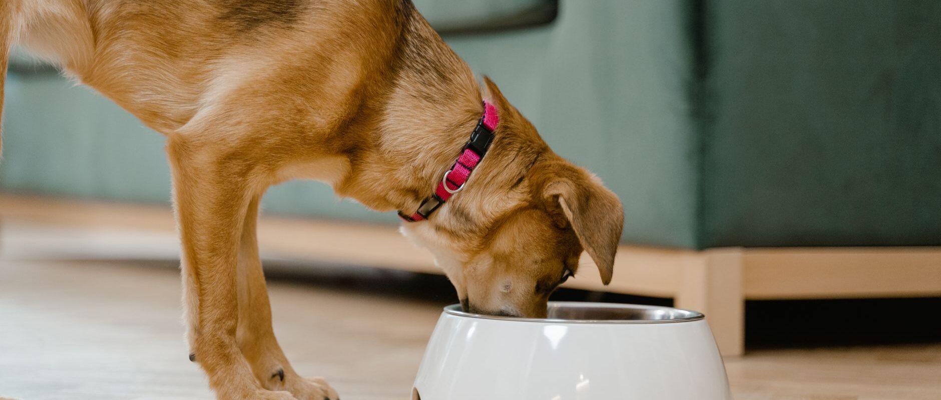 Dog Feeders Smart Nutrition Solutions for Canine Health