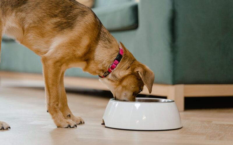 Dog Feeders Smart Nutrition Solutions for Canine Health