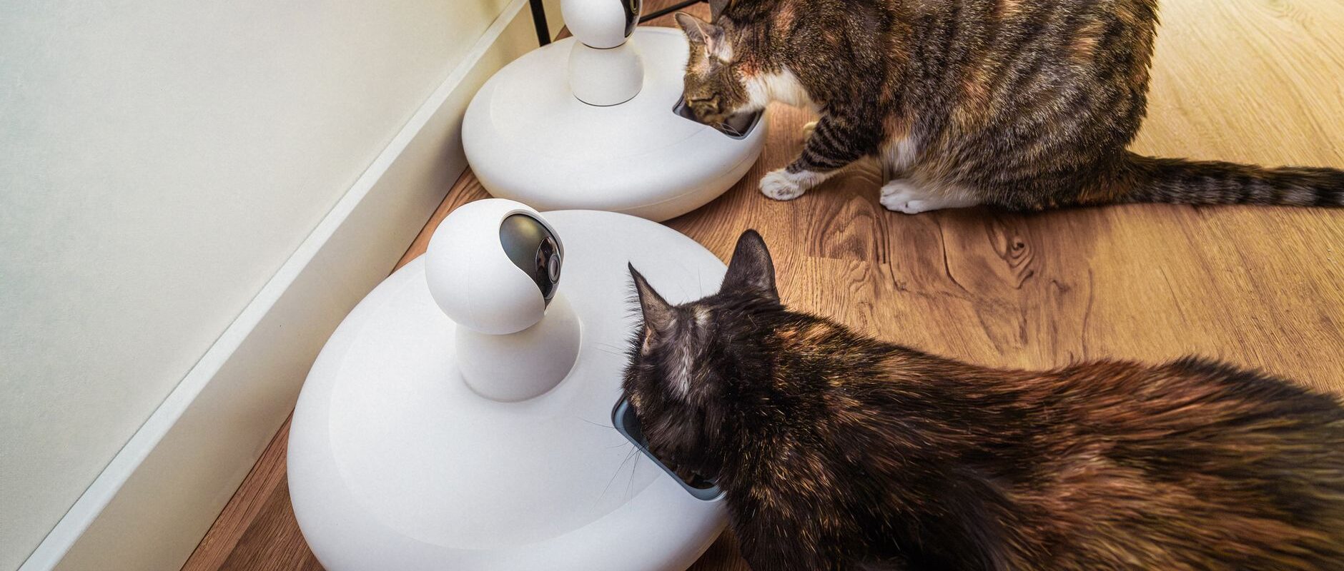 Smart Automatic Cat Feeders Revolutionizing Daily Pet Nutrition