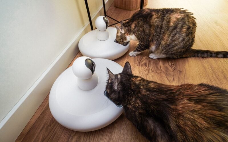 Smart Automatic Cat Feeders Revolutionizing Daily Pet Nutrition