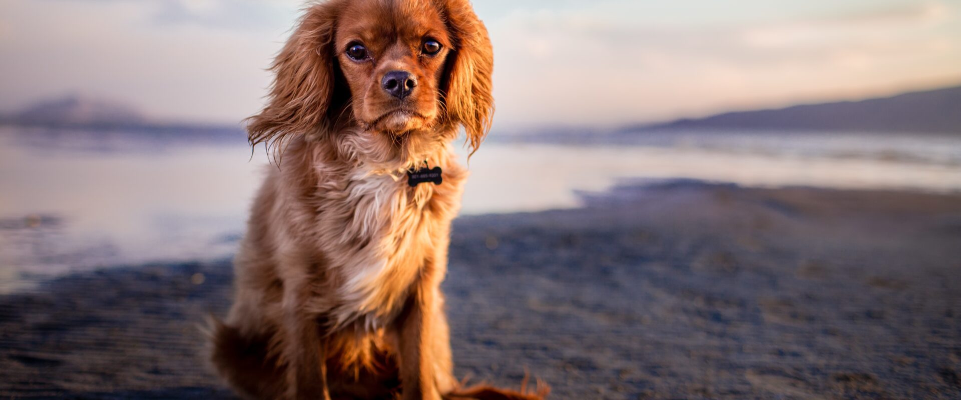 Beyond the Wall Transform Your Pet Into Wearables and Home Décor