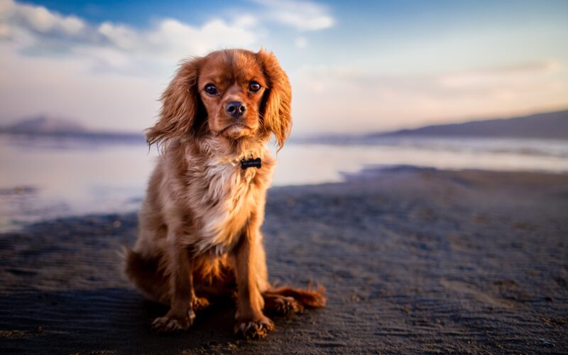 Beyond the Wall Transform Your Pet Into Wearables and Home Décor