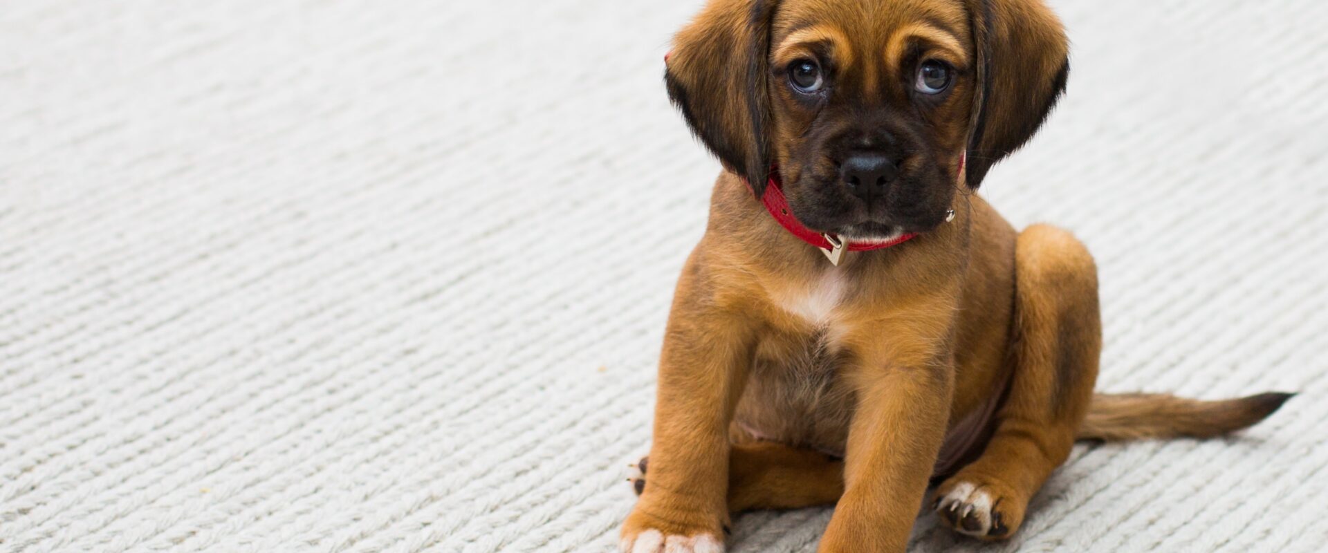The Perfect Gift for Pet Lovers Why Pet Portraits Make Unforgettable Presents