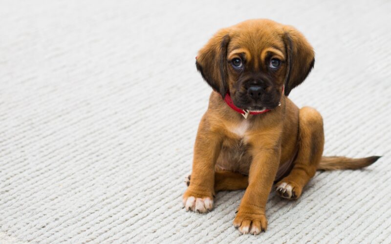 The Perfect Gift for Pet Lovers Why Pet Portraits Make Unforgettable Presents