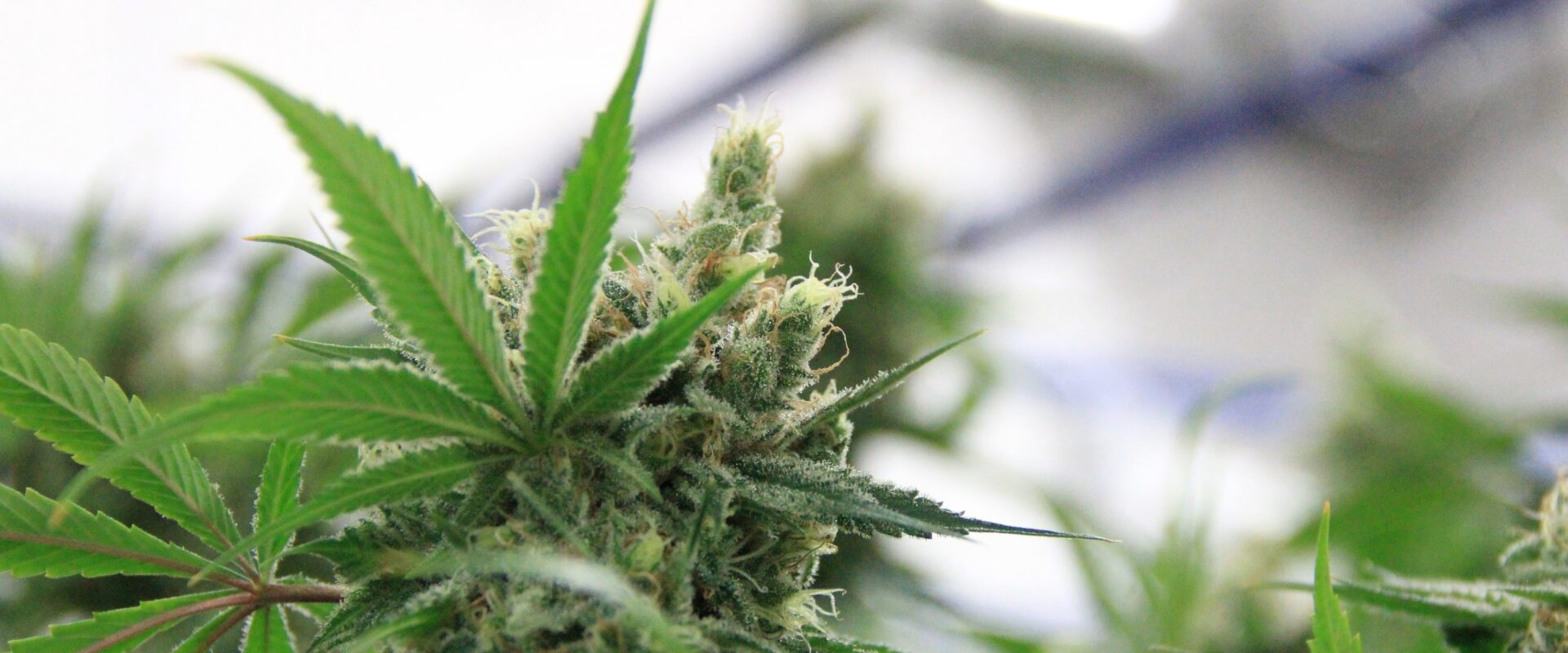 Cannabis Online Ordering Convenient, Discreet Medical Treatment at Your Doorstep
