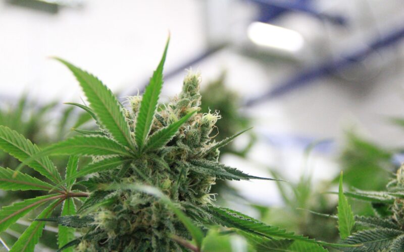 Cannabis Online Ordering Convenient, Discreet Medical Treatment at Your Doorstep