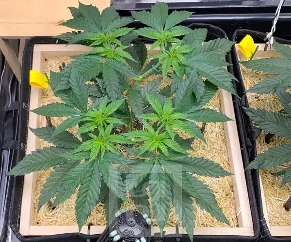 Understanding Plant Diversity From Seed Genetics to Mature Cannabis