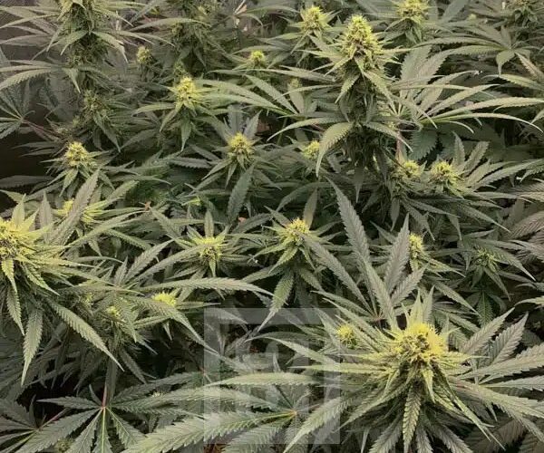 Why Genetics Matter When Comparing Cannabis Varieties