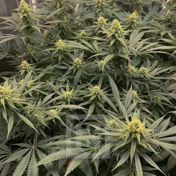 Why Genetics Matter When Comparing Cannabis Varieties