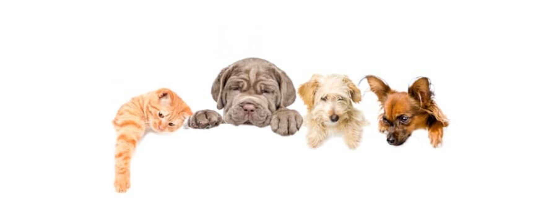 Choosing Pet Treats for Puppies, Senior Dogs and Enrichment Time