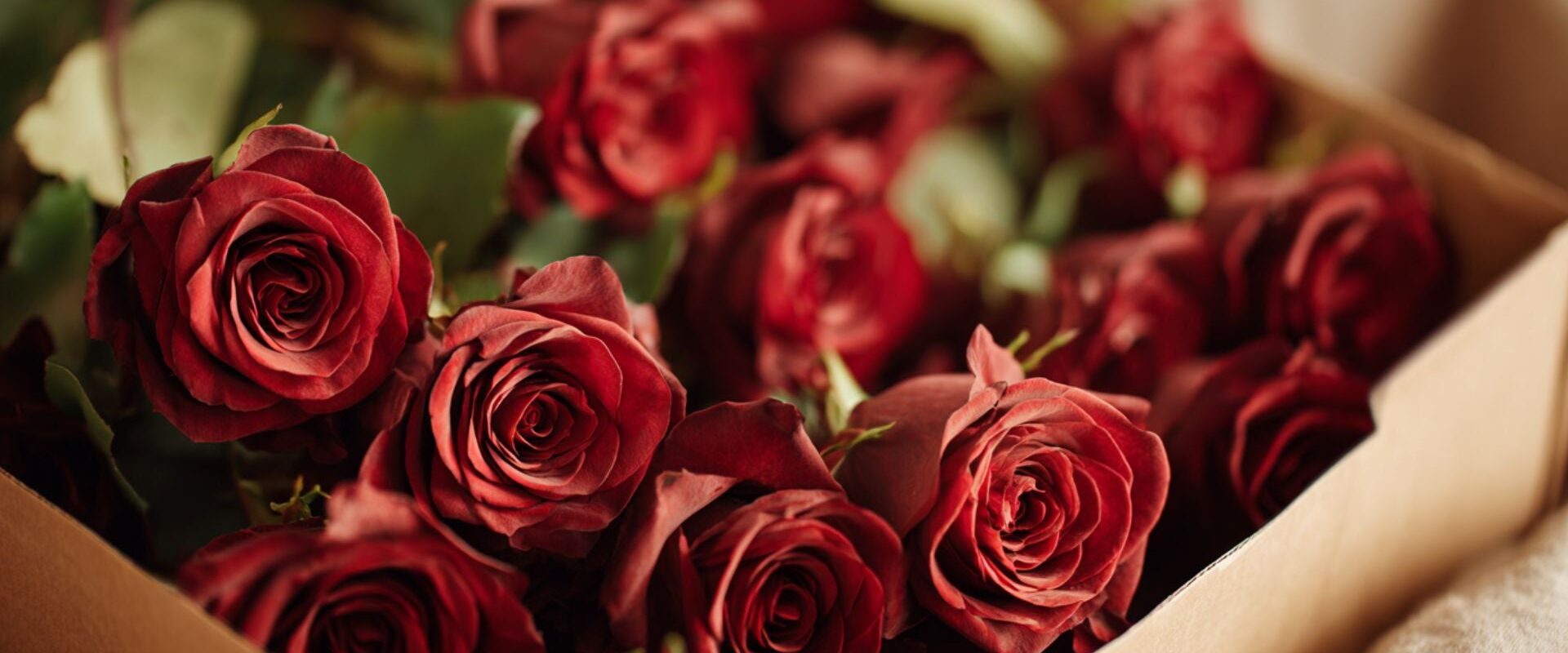 Bringing Gardens Indoors The Complete Guide to Indoor Plant Care and Home Ambiance