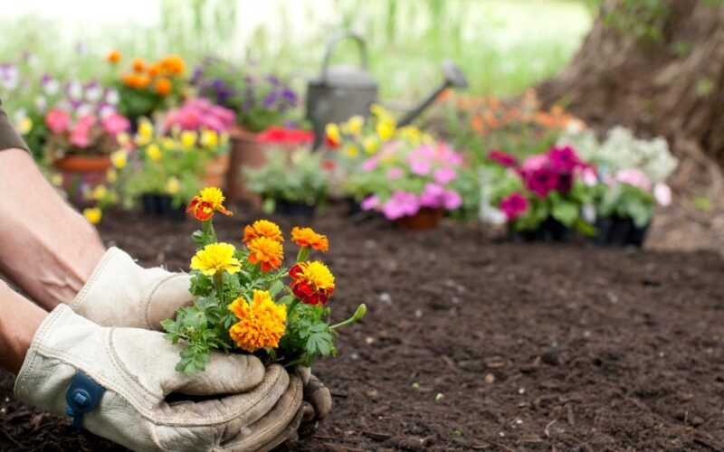 Growing Healthy Plants with Expert Care Tips