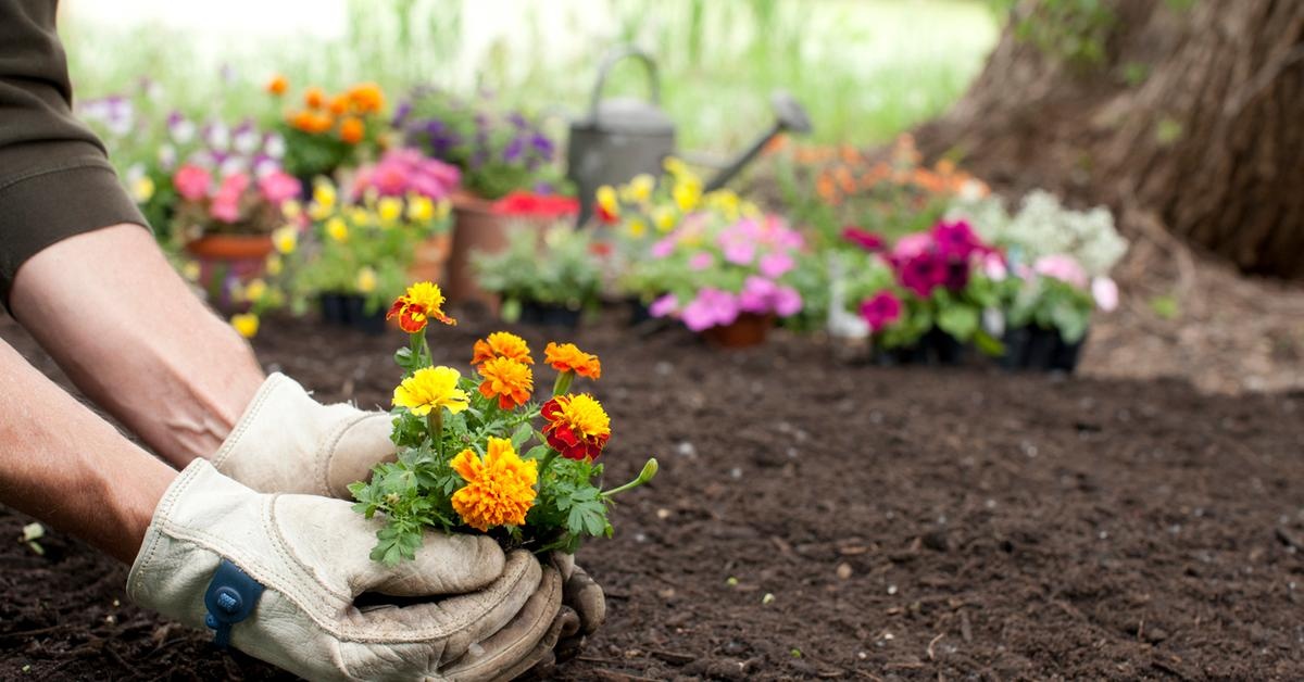 Growing Healthy Plants with Expert Care Tips