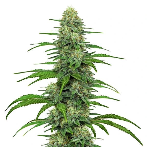 Understanding Cannabis Seed Categories and Genetic Labels