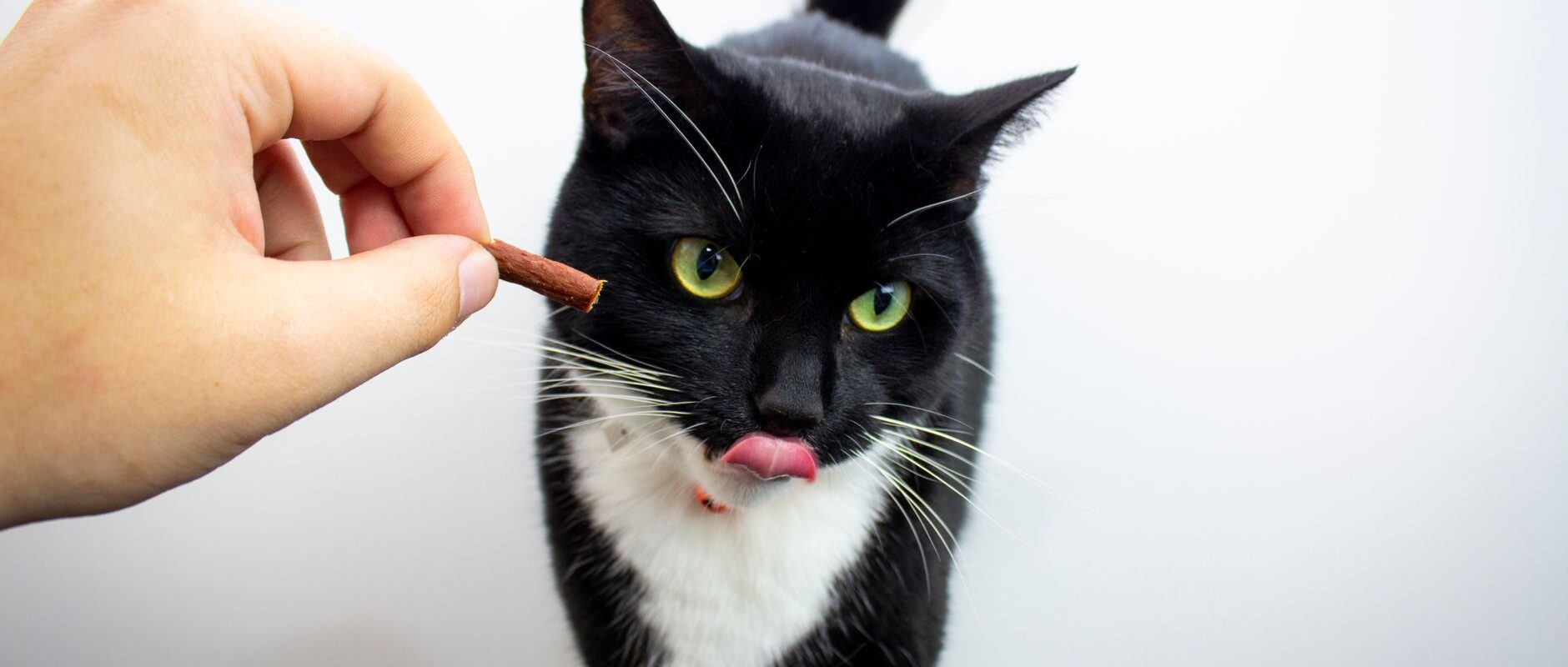 Nutritious Cat Treats Feline Health and Happiness Through Quality Snacking