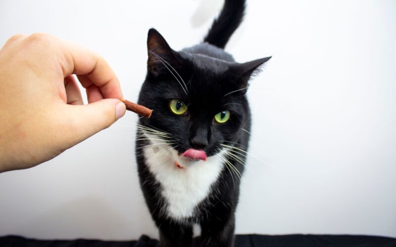 Nutritious Cat Treats Feline Health and Happiness Through Quality Snacking