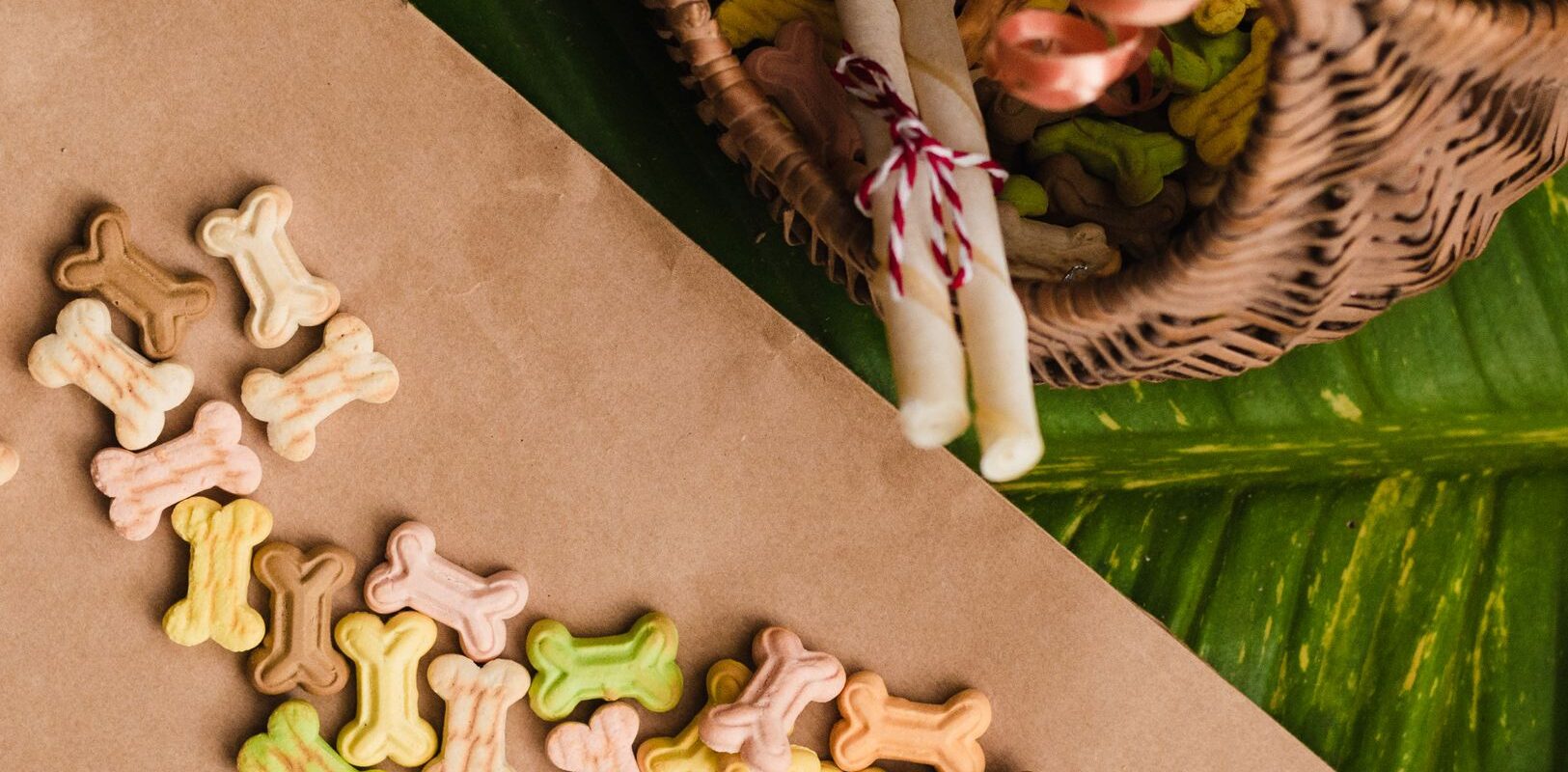 Premium Dog Treats Choosing Healthy Snacks Your Dog Will Love