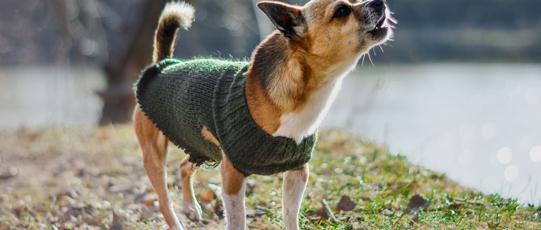 Premium Dog Clothing and Fashion Dressing Your Companion with Style