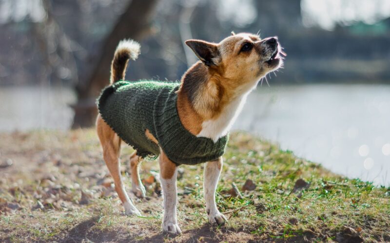 Premium Dog Clothing and Fashion Dressing Your Companion with Style