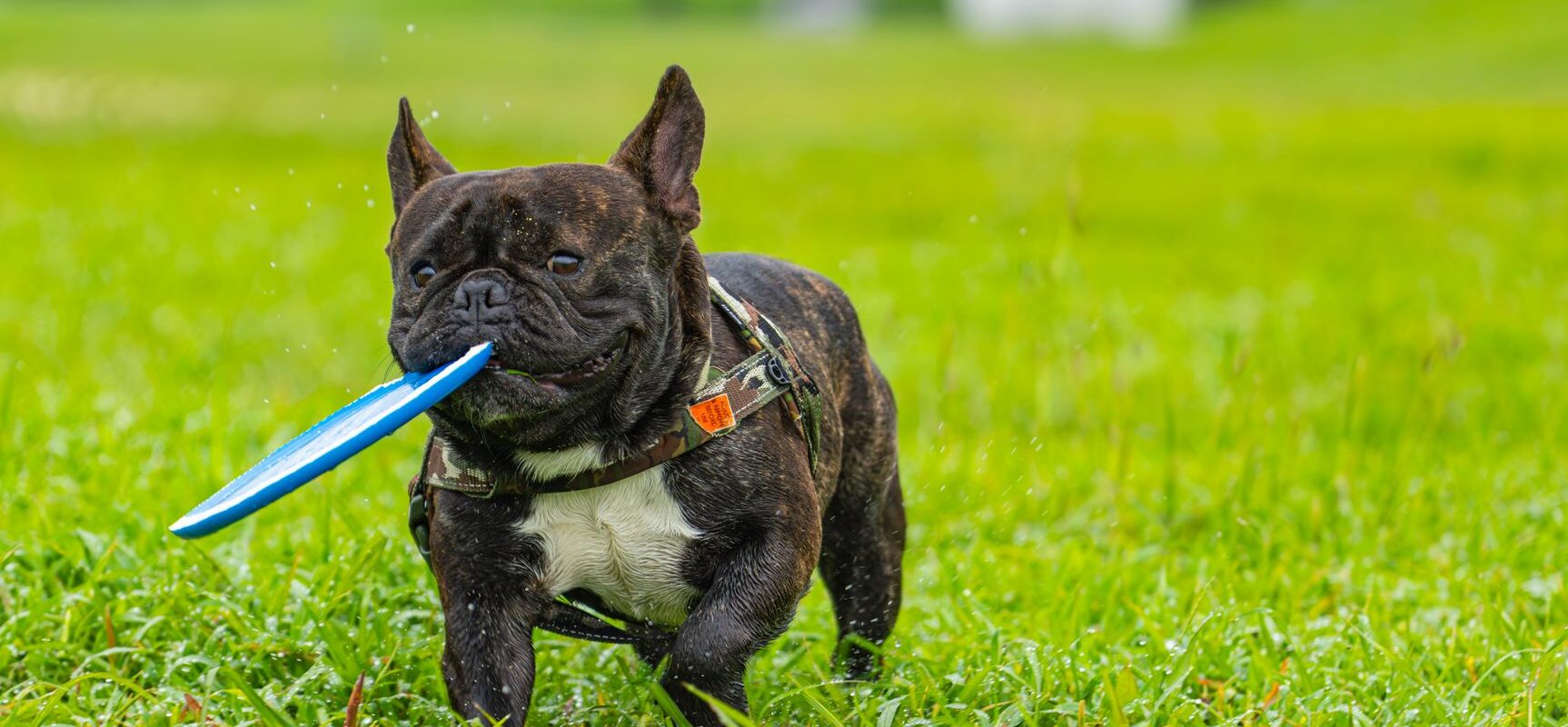 Dog Training and Play Equipment Building Skills While Having Fun Together