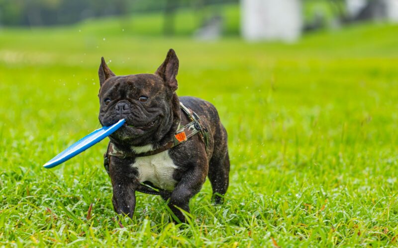 Dog Training and Play Equipment Building Skills While Having Fun Together