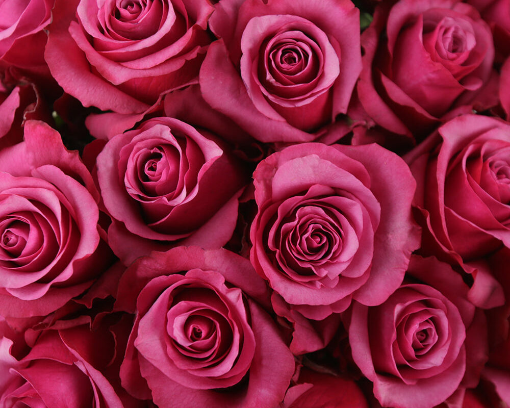 The Art and Science of Flower Preservation Keeping Your Blooms Timeless