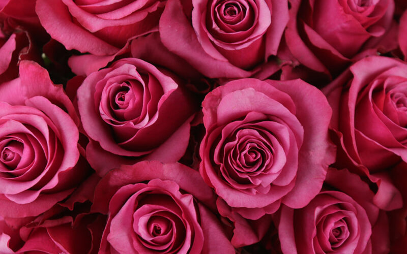 The Art and Science of Flower Preservation Keeping Your Blooms Timeless
