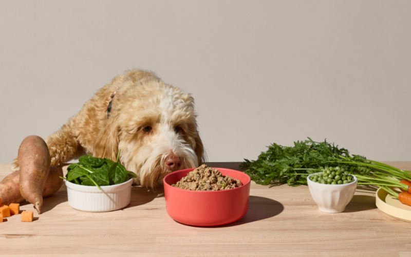 Premium Dog Food Nutrition Why Quality Ingredients Matter for Your Pet’s Health