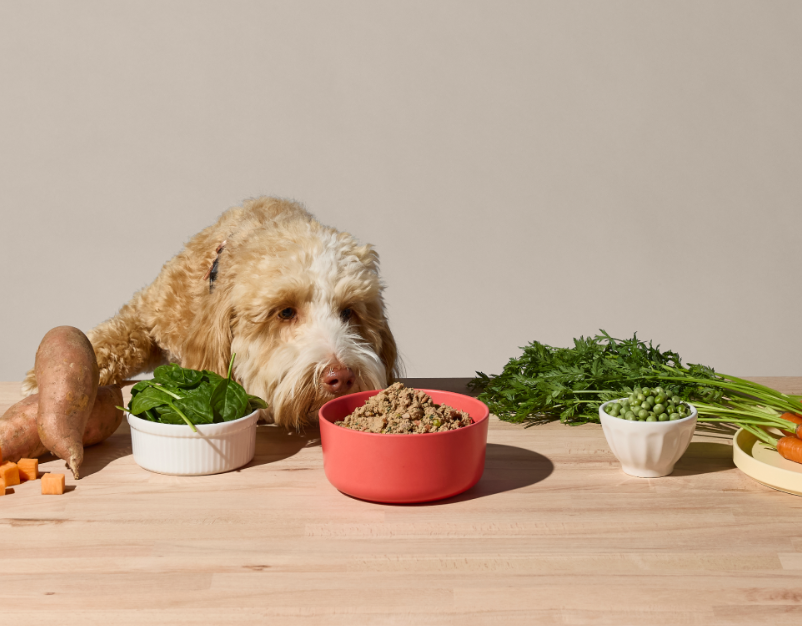 Premium Dog Food Nutrition Why Quality Ingredients Matter for Your Pet’s Health