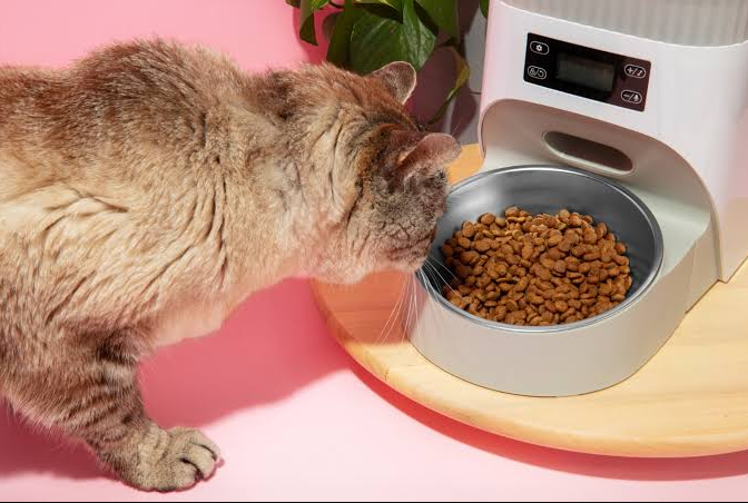 Feline Nutrition Essentials Feeding Your Cat for Longevity and Health