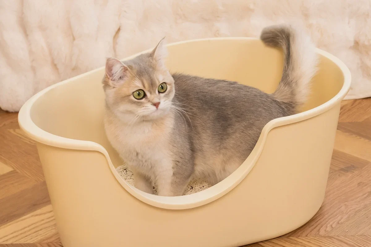 Is a Happy & Polly Cat Tree Worth Making Room For?