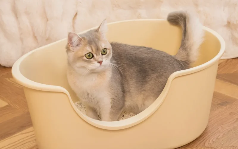 Is a Happy & Polly Cat Tree Worth Making Room For?
