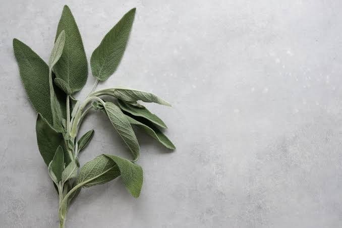 Herbs for Energy, Immunity, and Preventive Health Benefits