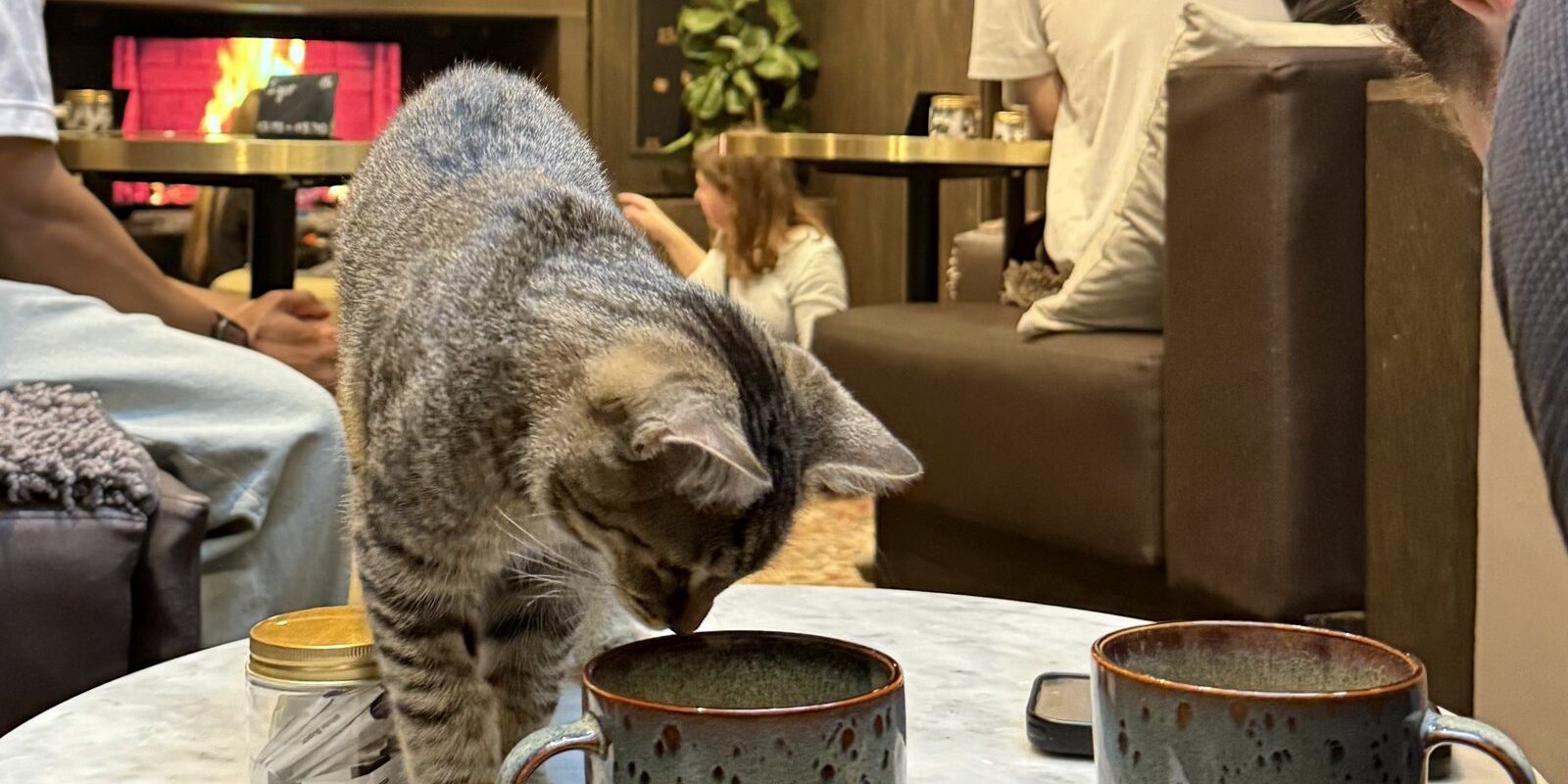 The Cat Lover Gift That Will Not End Up in a Drawer: Java Whiskers Experiences