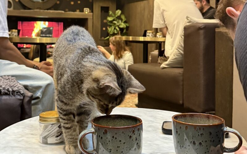 The Cat Lover Gift That Will Not End Up in a Drawer: Java Whiskers Experiences