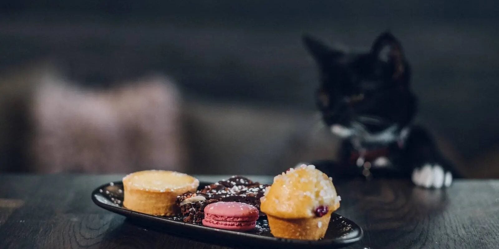 Coffee, Cake and a Cat Who May Completely Ignore You: Inside Java Whiskers London