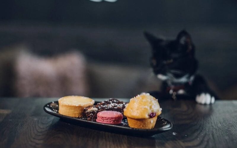 Coffee, Cake and a Cat Who May Completely Ignore You: Inside Java Whiskers London